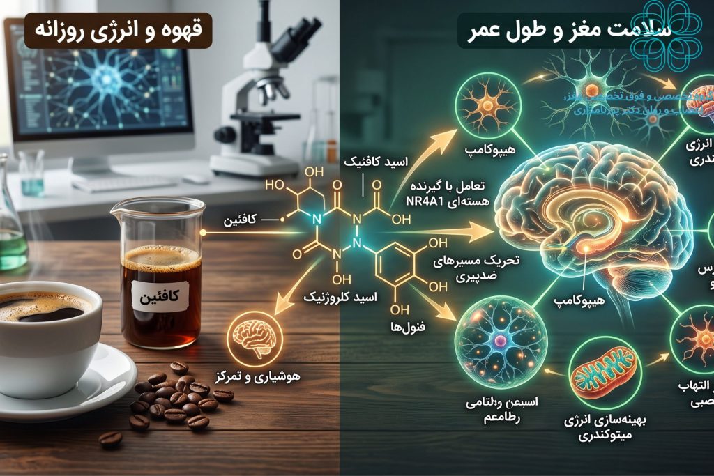 اینفوگرافیک اثر ترکیبات قهوه و اسید کافئیک بر گیرنده NR4A1 و کاهش پیری سلولی مغز